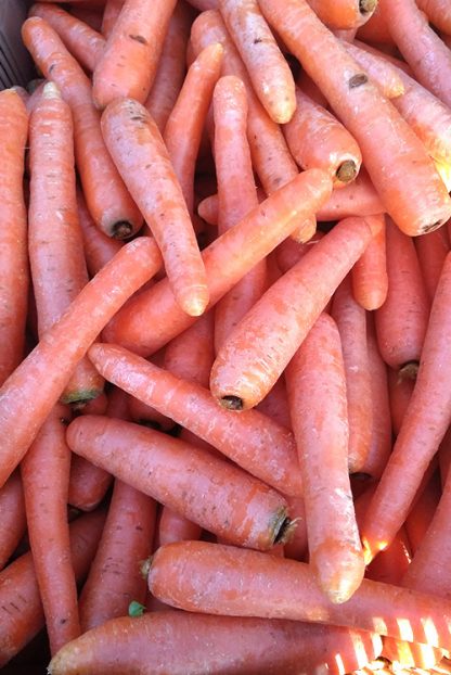carottes direct producteur