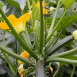 Courgettes