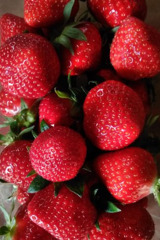 fraises direct producteur