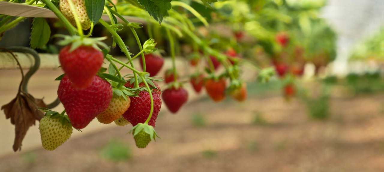 fraises les paniers de José fruits & légumes