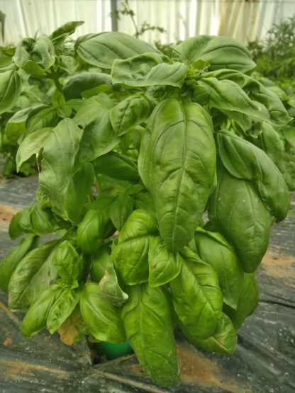 Pot de basilic