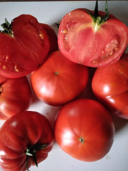 Tomates rondes Maestria 1kg