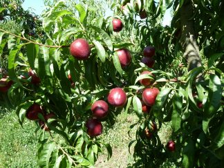 nectarines blanches 1 kg