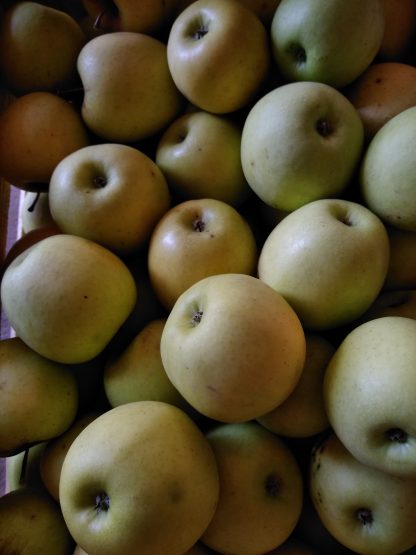 Pommes Golden 1 kg