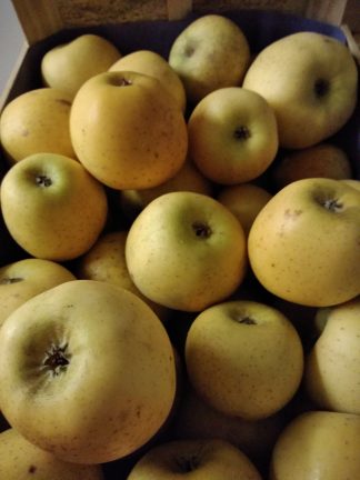 Pommes Chanteclerc 1kg