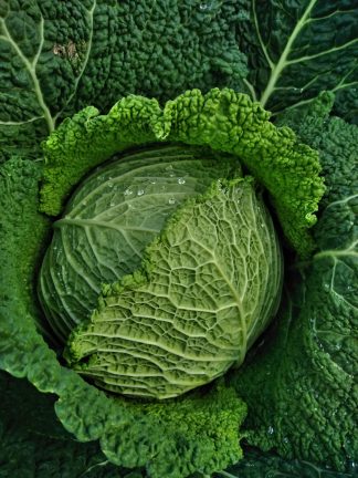 Petit choux frisé pièce