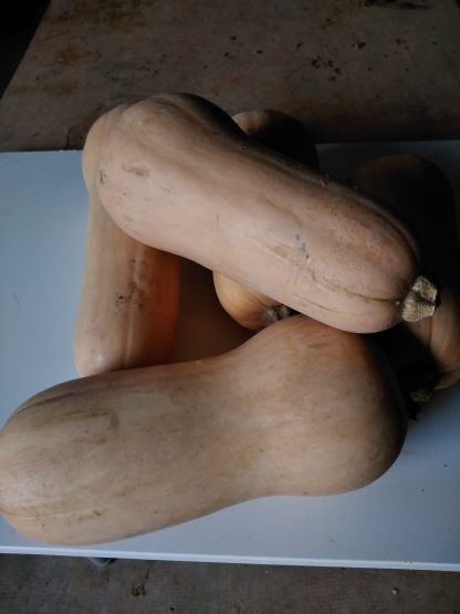 Butternut pièce