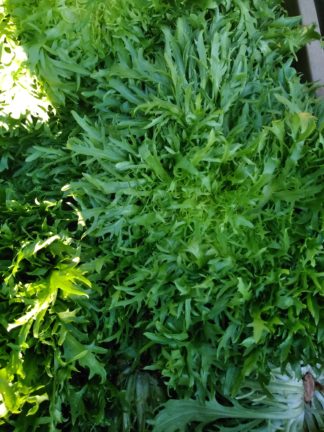 Salade fine maraichère pièce