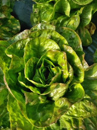 Salade rougette pièce