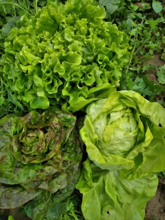 Petite salade pièce