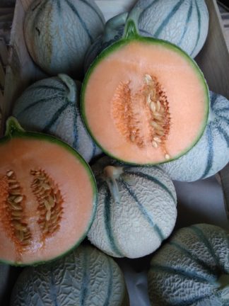 Melon charantais pièce