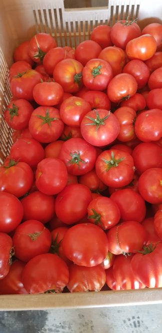 petites tomates rondes 1 kg