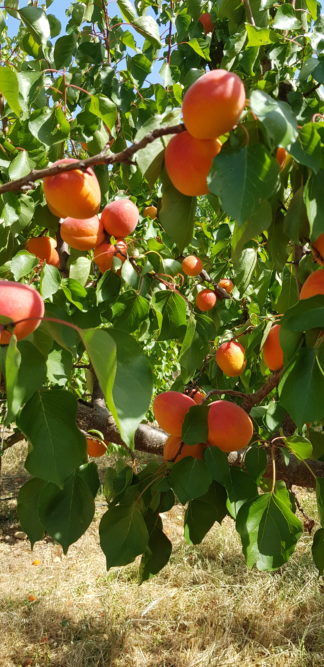 Abricots 1kg