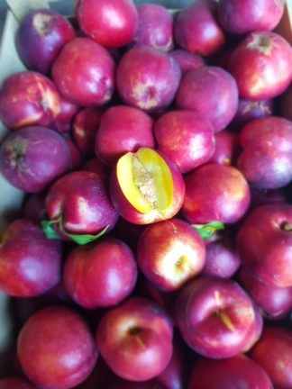 nectarines jaunes 1 kg