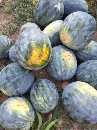 Demi pastèque ronde
