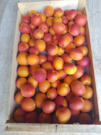 Abricots confiture 1 kg