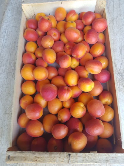Plateau abricots confiture 4 kg