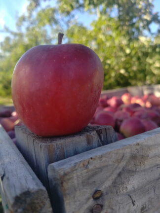 Pomme Story 1 kg