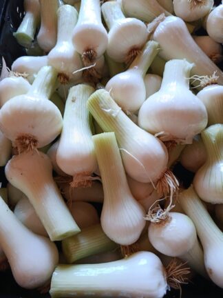 Oignons frais 500gr